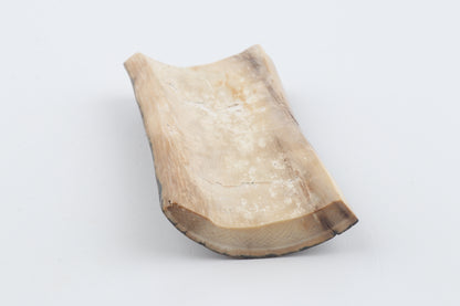 Brown-blue mammoth bark