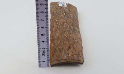 Beige woolly mammoth bark