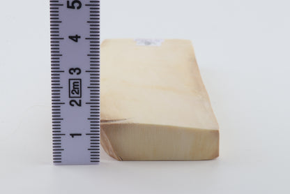 White mammoth ivory segment