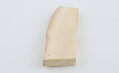 White mammoth ivory segment