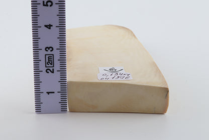 White mammoth ivory segment