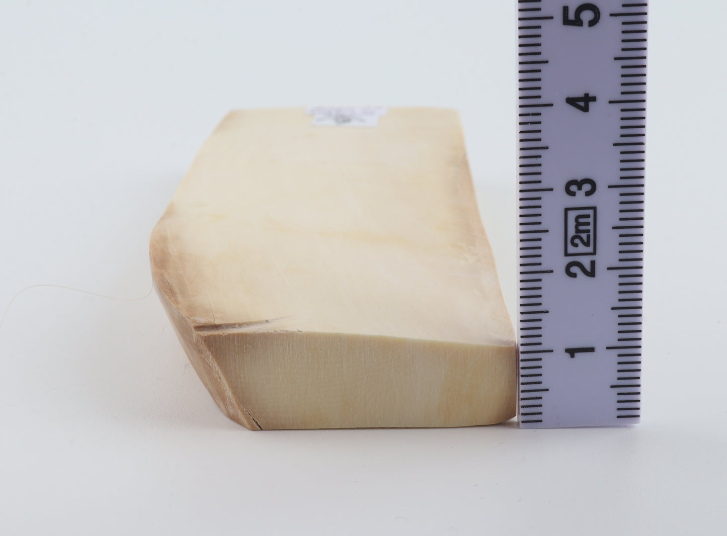 White mammoth ivory segment