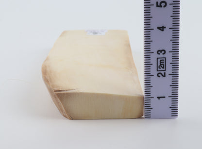 White mammoth ivory segment