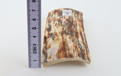 Brown-white mammoth ivory