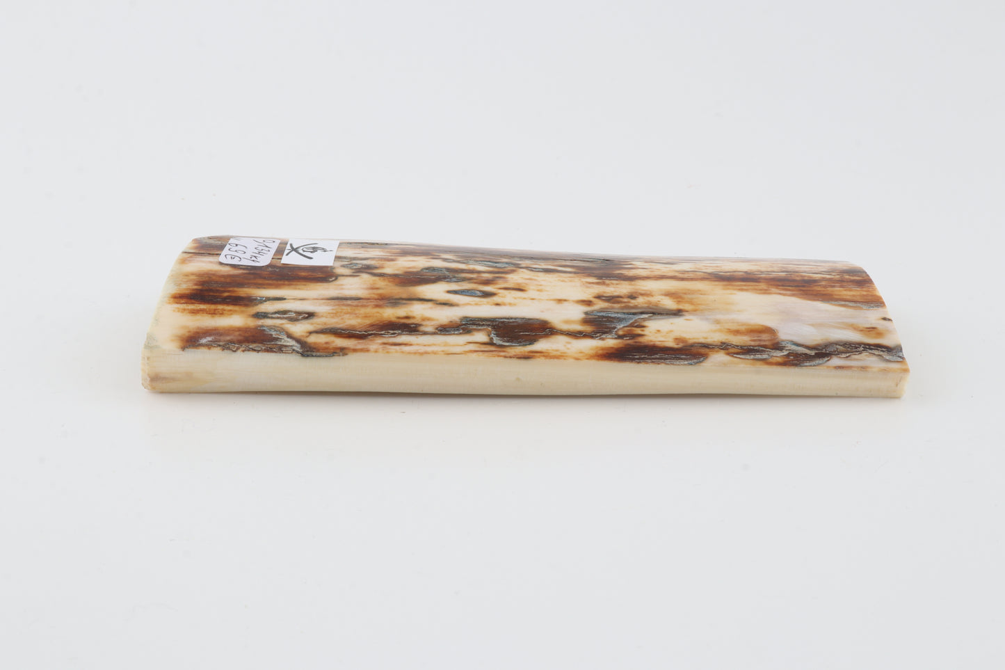 Brown-white mammoth ivory