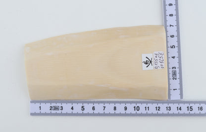 White mammoth ivory segment