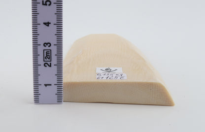 White mammoth ivory segment