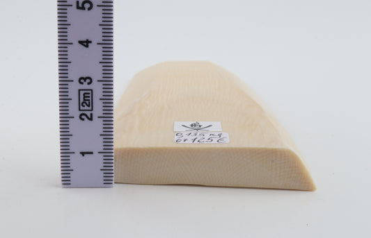 White mammoth ivory segment