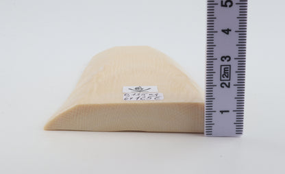 White mammoth ivory segment