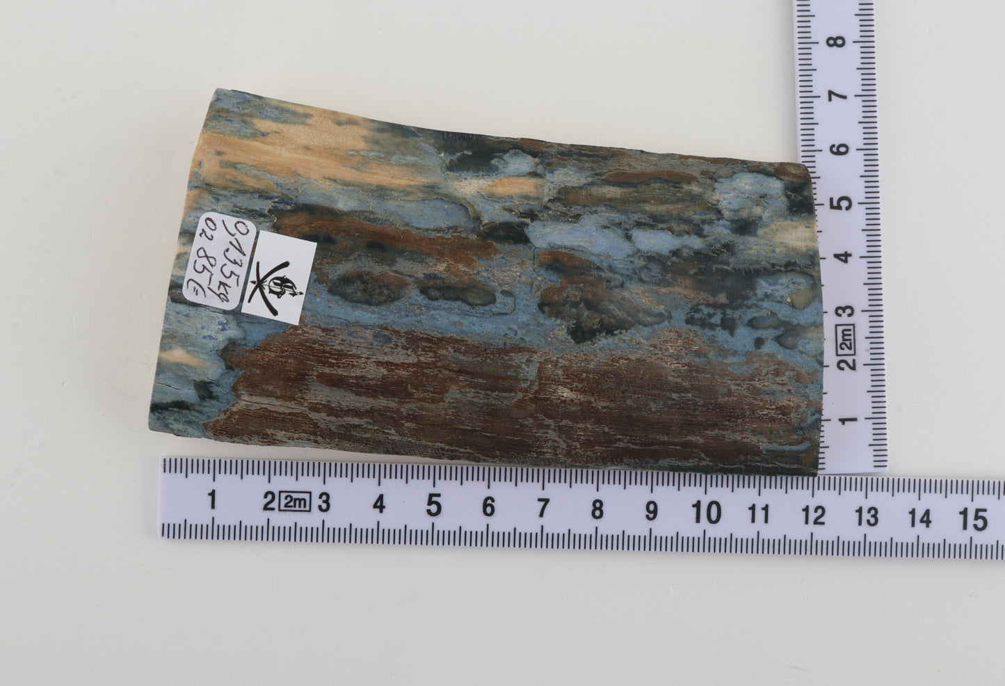 Blue-brown mammoth bark