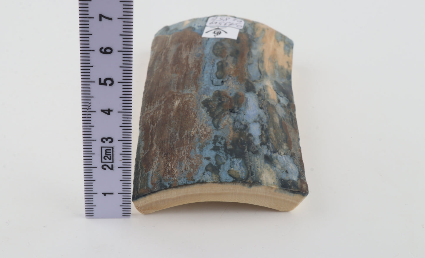 Blue-brown mammoth bark