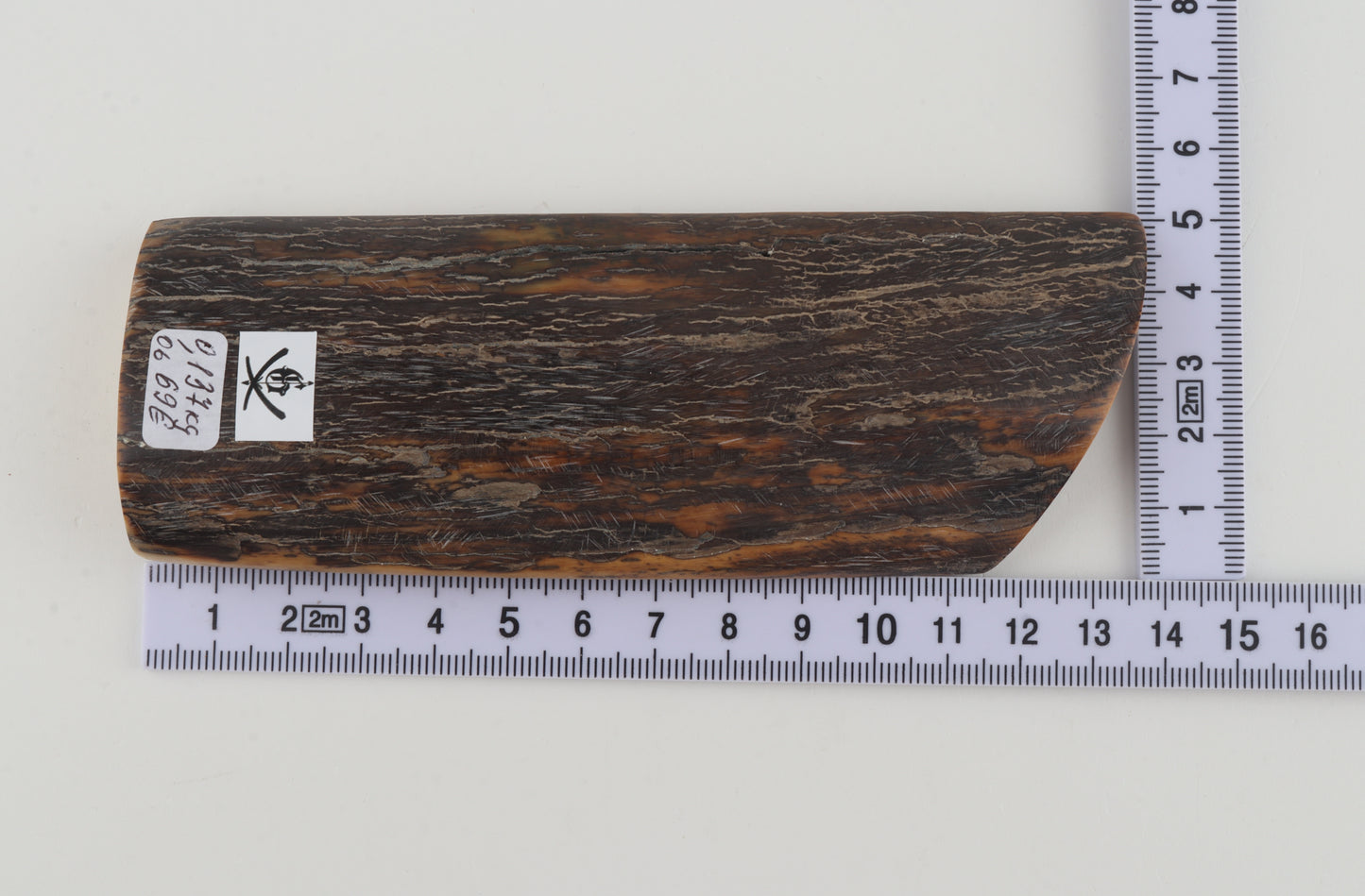 Brown-orange mammoth bark