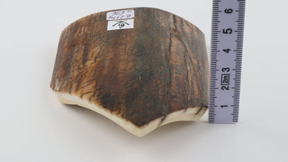 Brown-blue mammoth bark