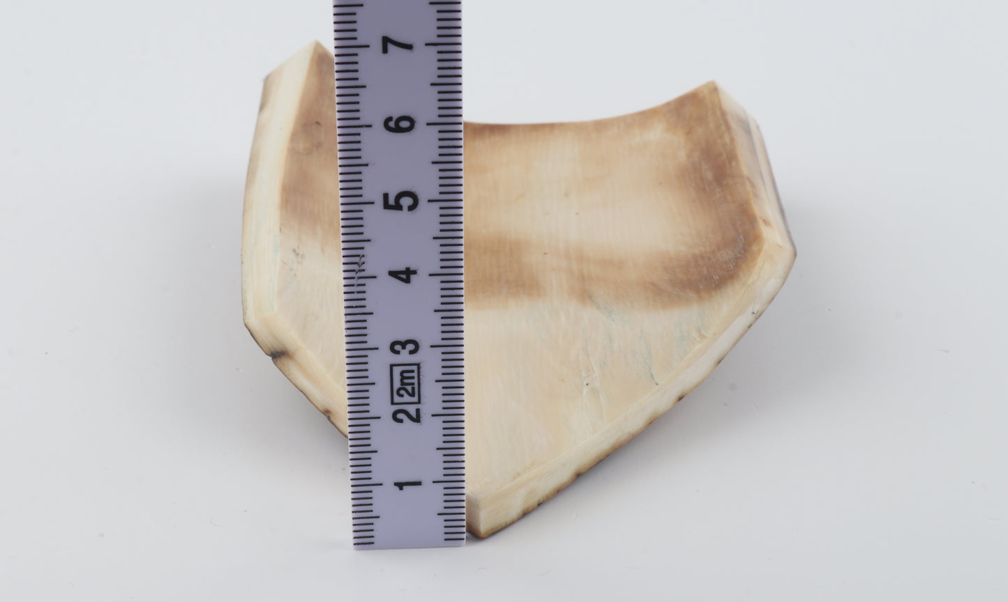 Brown-blue mammoth bark