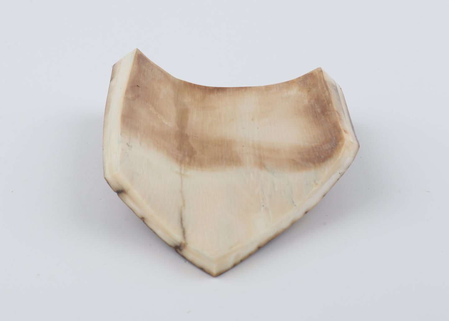 Brown-blue mammoth bark