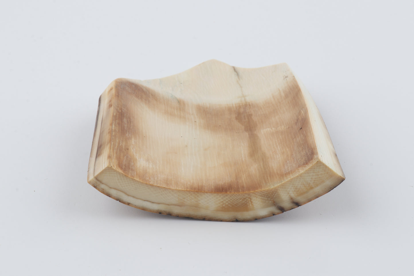 Brown-blue mammoth bark