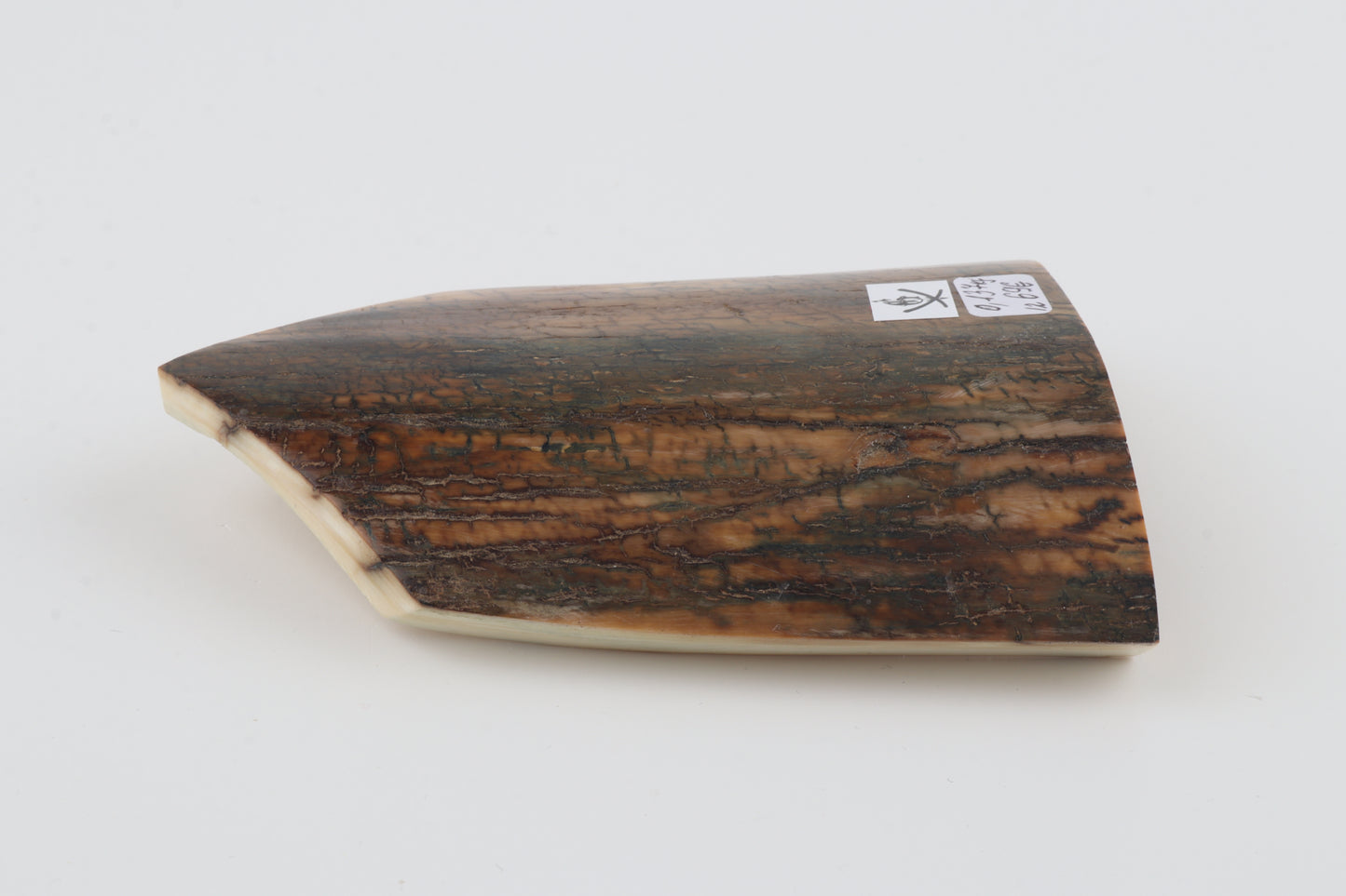 Brown-blue mammoth bark