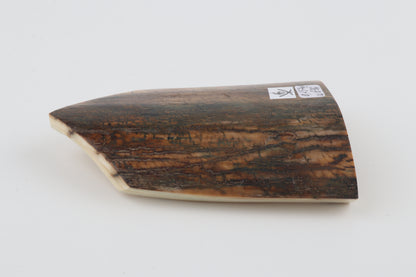 Brown-blue mammoth bark