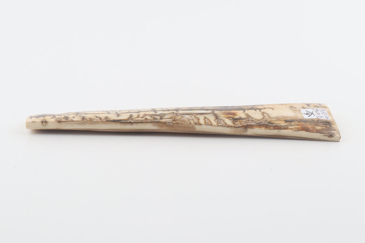 Creme-brown mammoth bark
