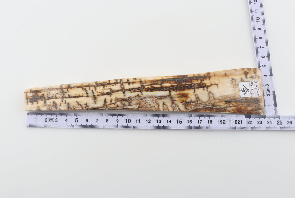 Creme-brown mammoth bark