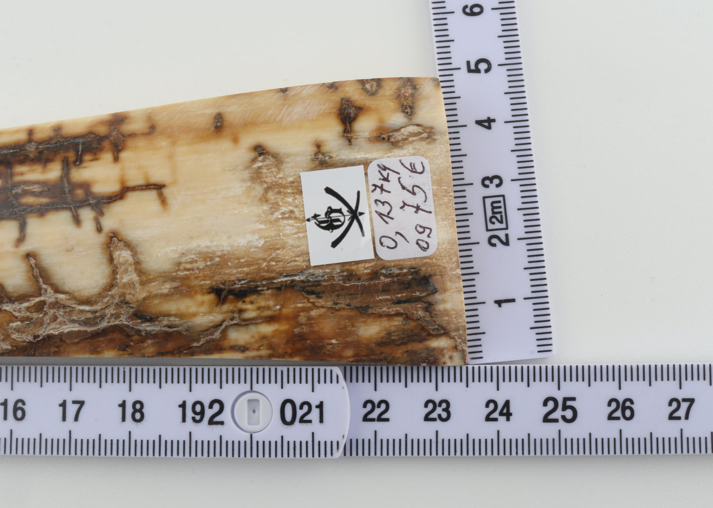 Creme-brown mammoth bark