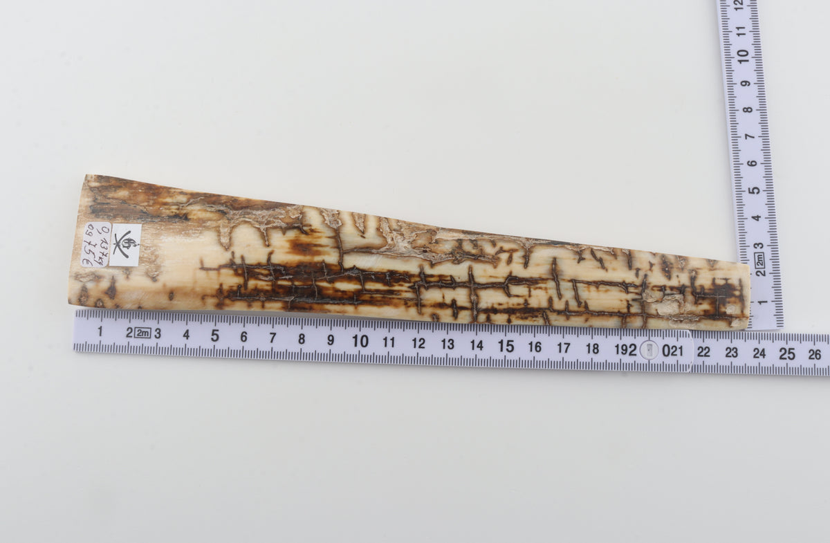 Creme-brown mammoth bark