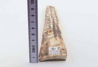Creme-brown mammoth bark