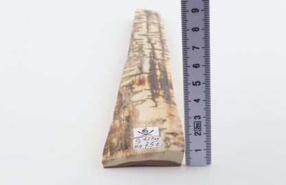 Creme-brown mammoth bark
