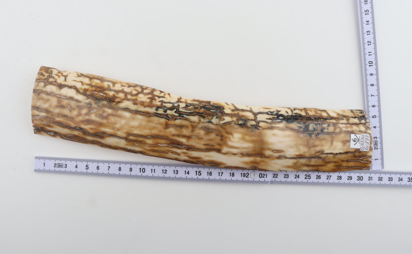 Caramel mammoth bark