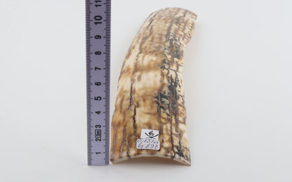 Caramel mammoth bark