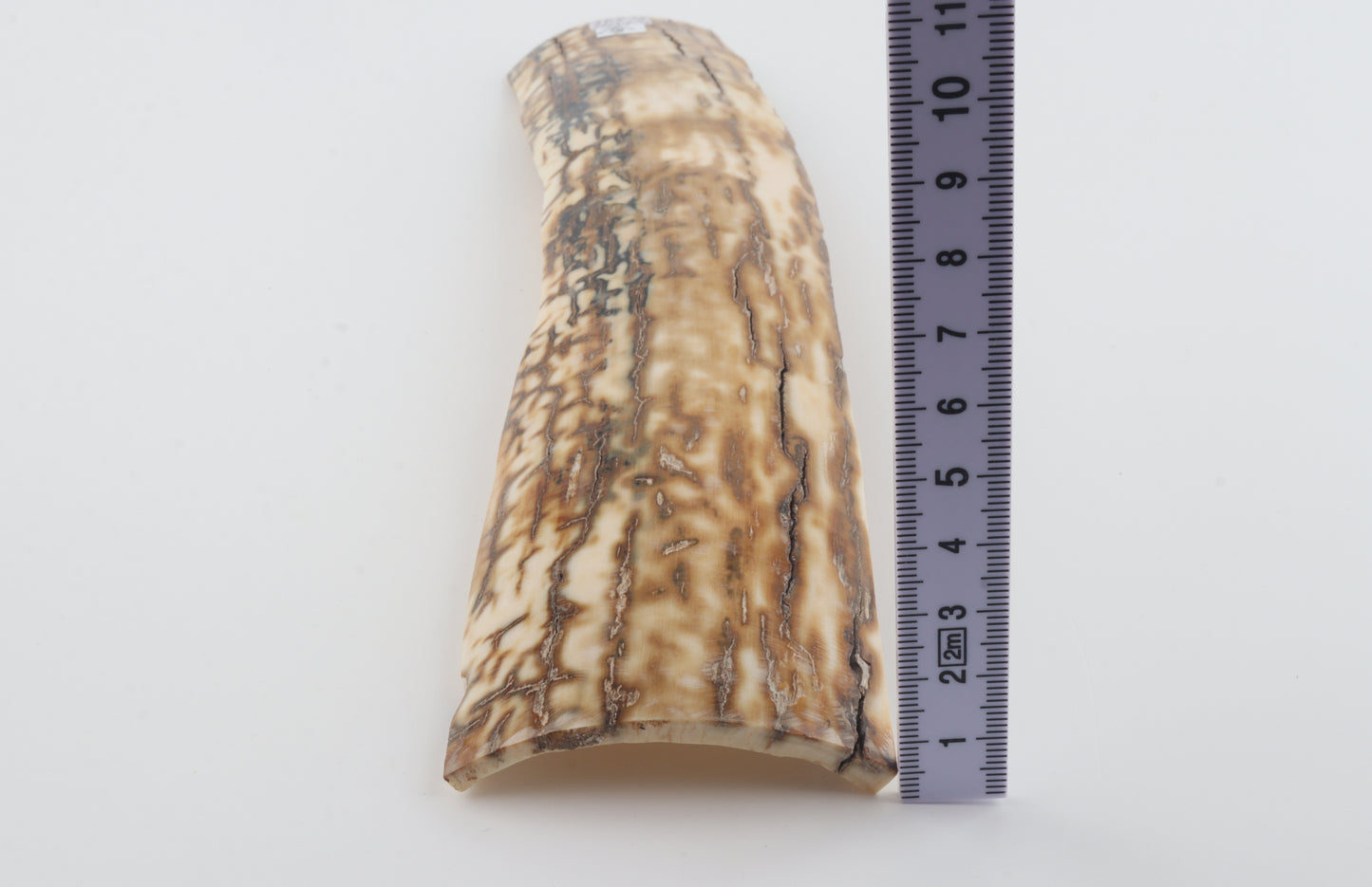 Caramel mammoth bark