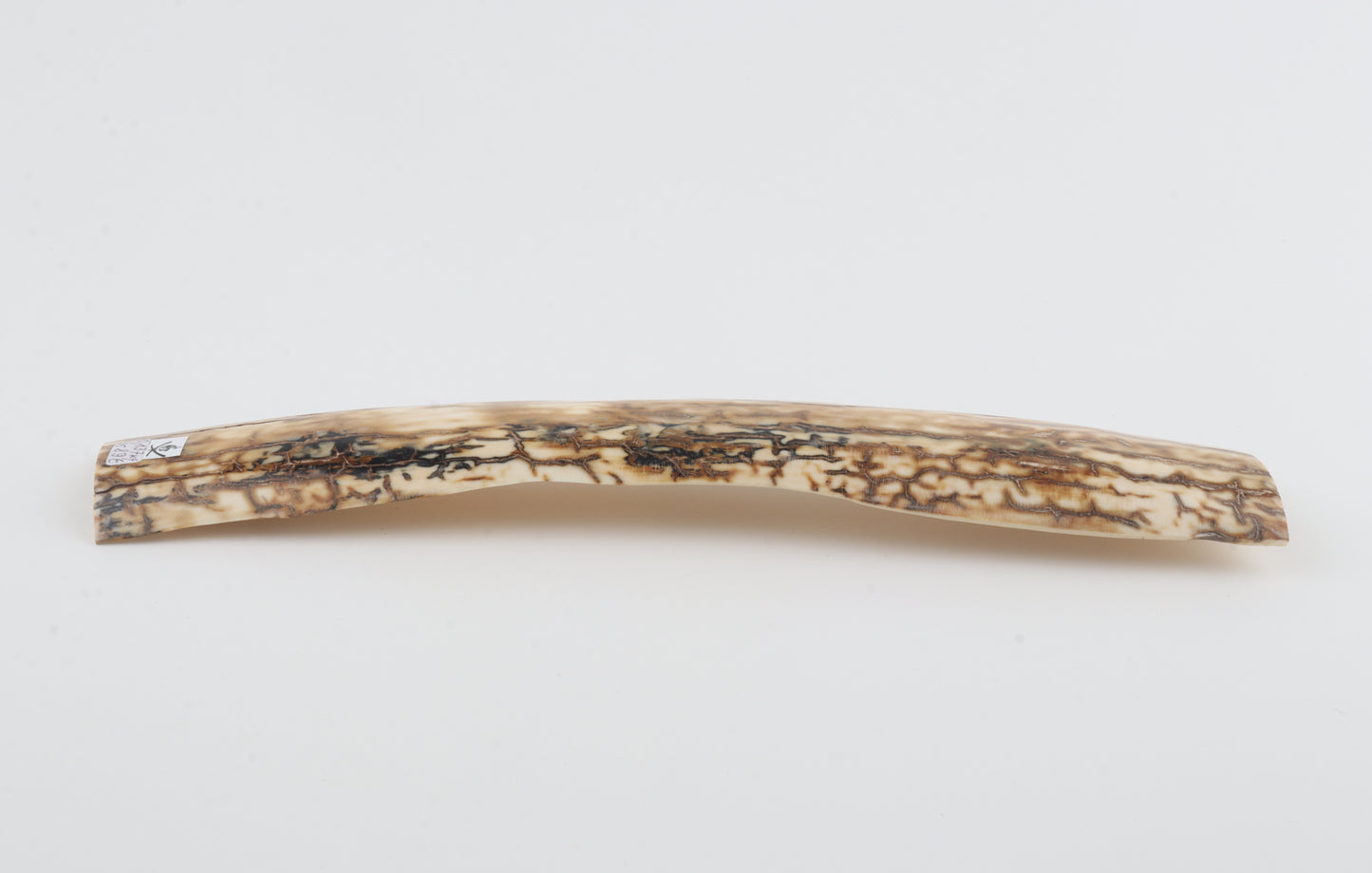 Caramel mammoth bark