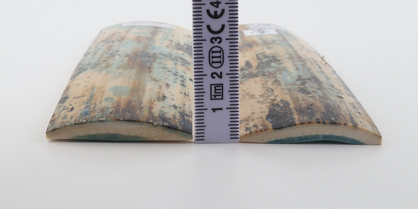 Stabilized mammoth bark scales