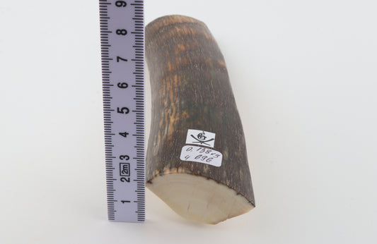 Brown-orange mammoth bark