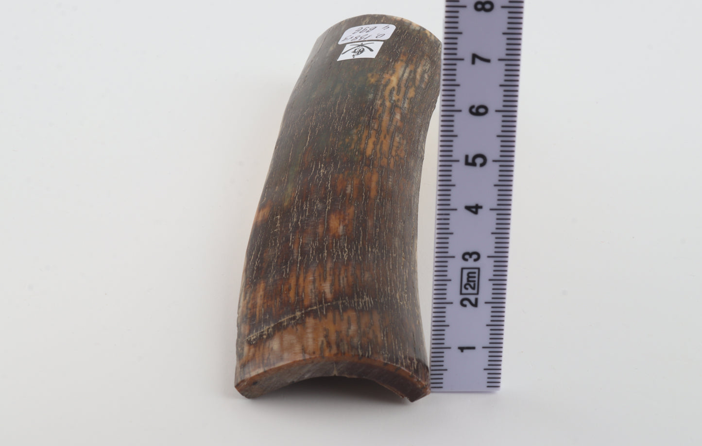 Brown-orange mammoth bark