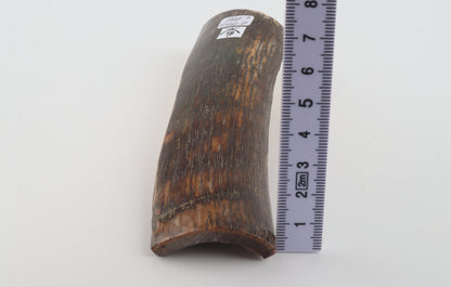 Brown-orange mammoth bark