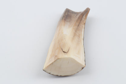 Brown-orange mammoth bark