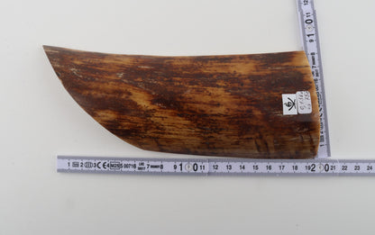 Brown-mustard mammoth bark