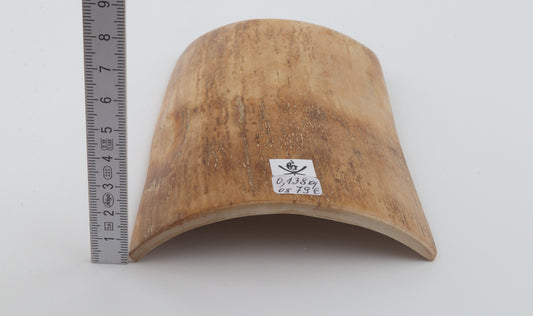 Beige mammoth bark