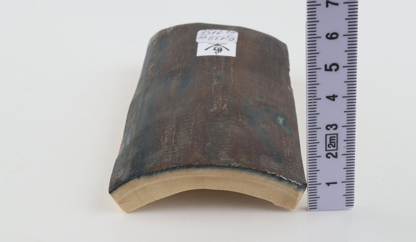 Blue-brown mammoth bark