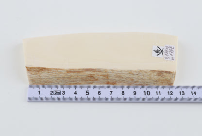 White mammoth ivory segment