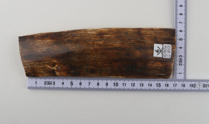 Multicoloured mammoth bark