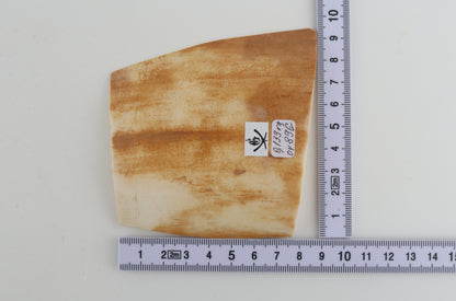 Orange-white mammoth bark