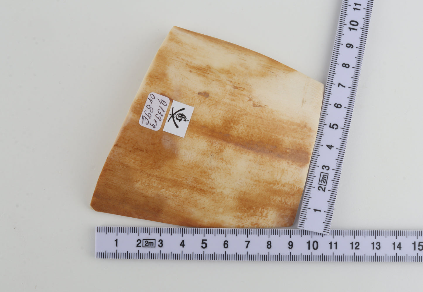 Orange-white mammoth bark