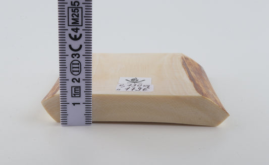 White mammoth ivory segment