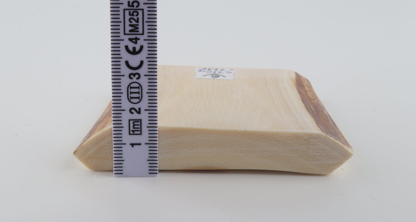 White mammoth ivory segment