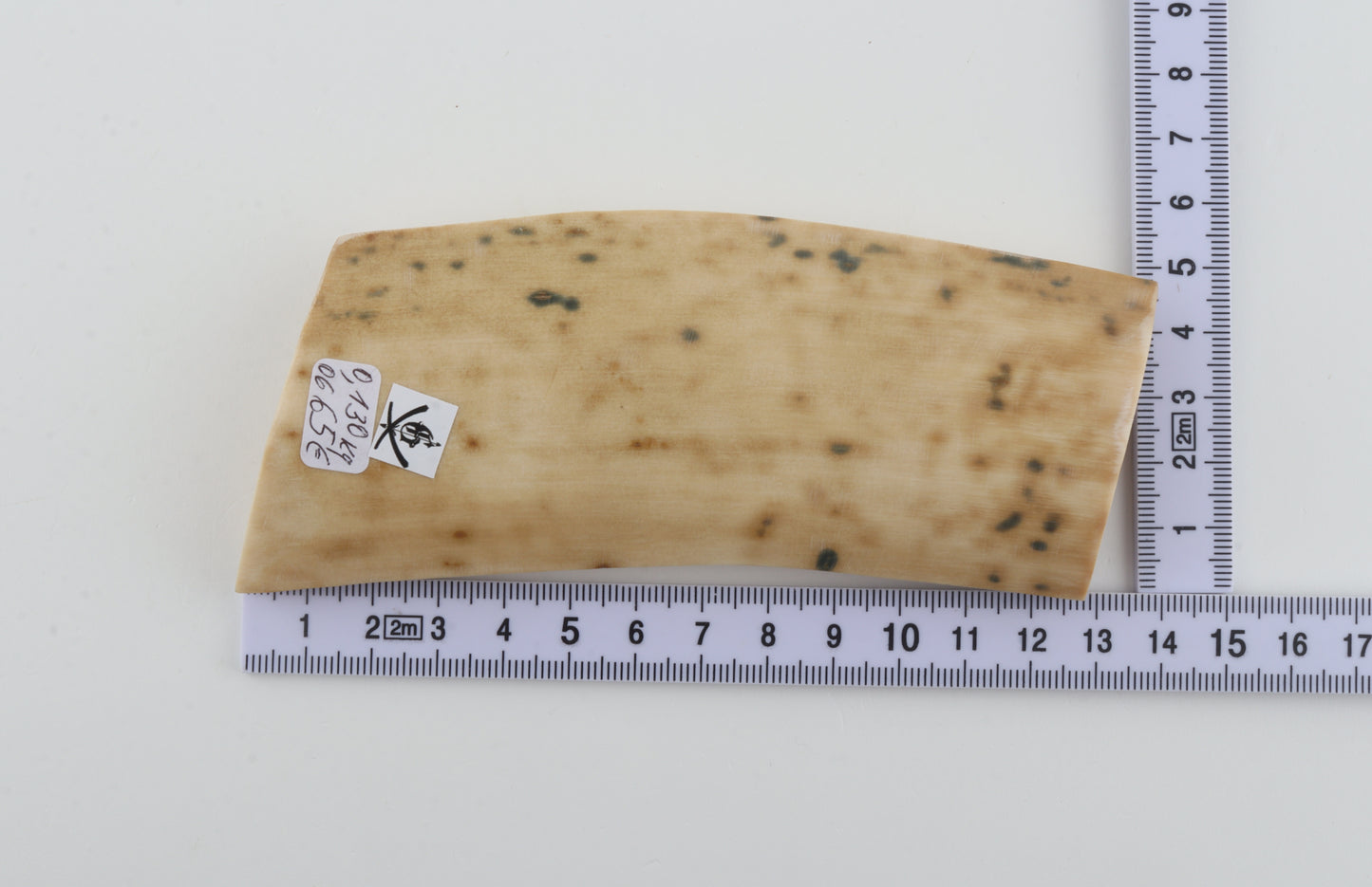 White mammoth bark
