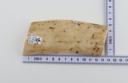 White mammoth bark