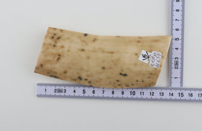 White mammoth bark