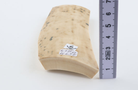 White mammoth bark